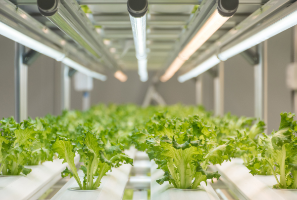 NFT lettuce rows showing young, healthy lettuce