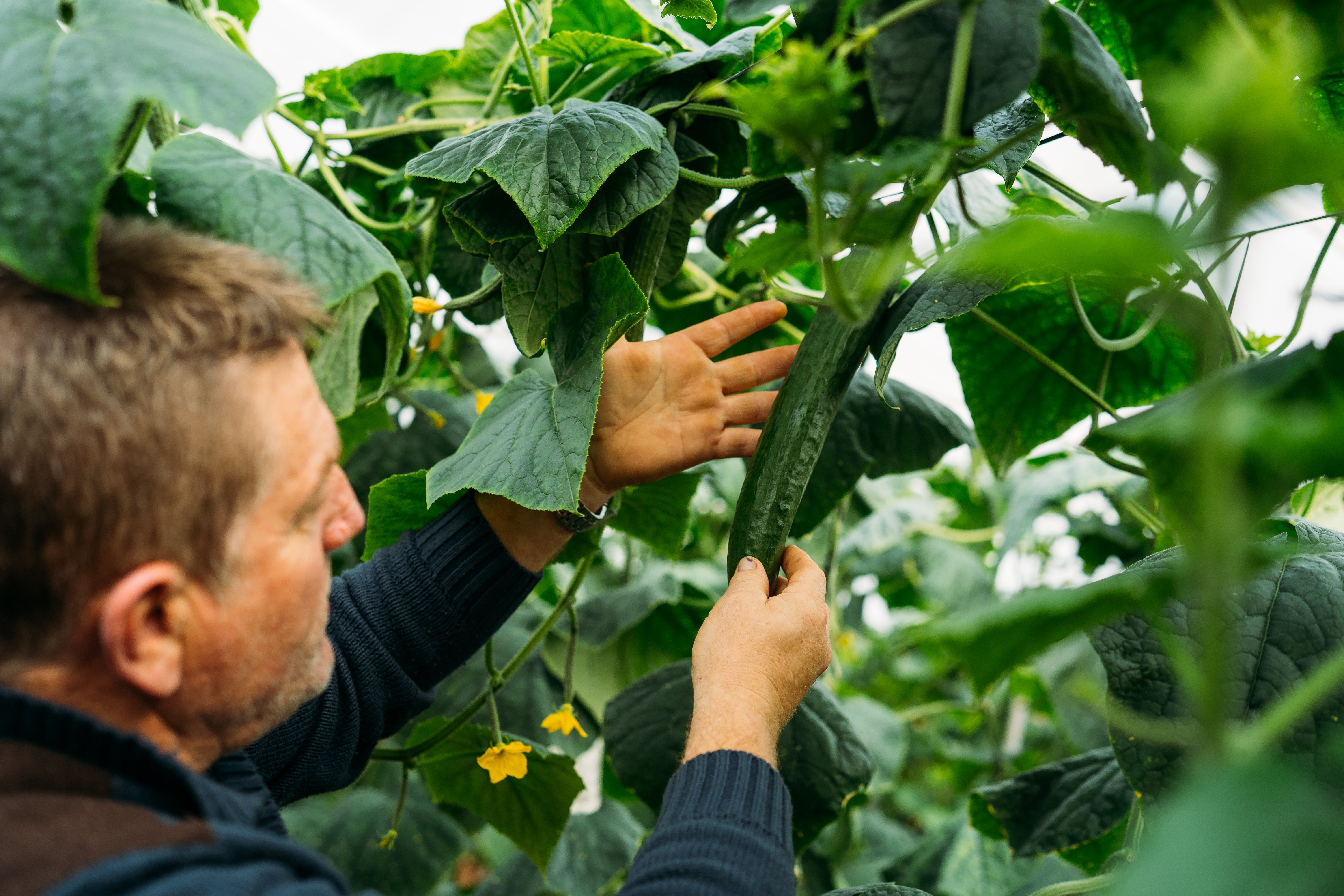Grower inspecting a hydroponically grown cucumber on the vine