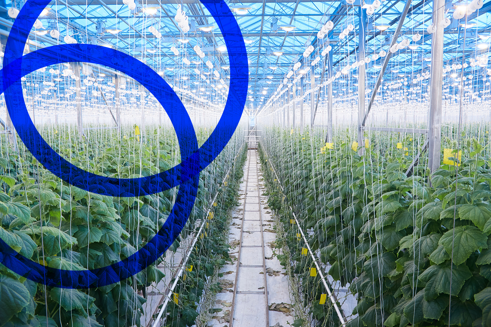 Cucumbers in Greenhouse