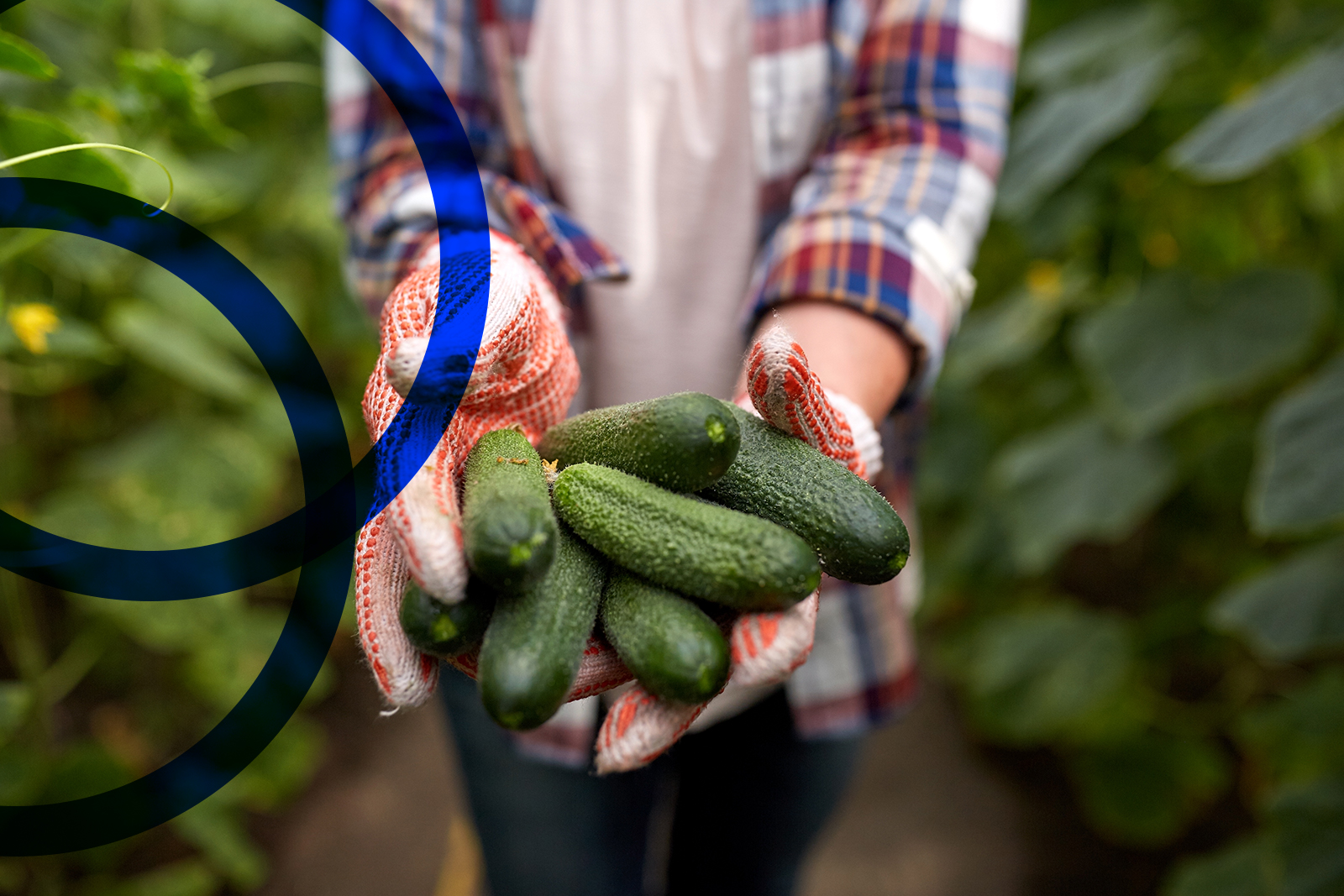 Hands with cucumbers