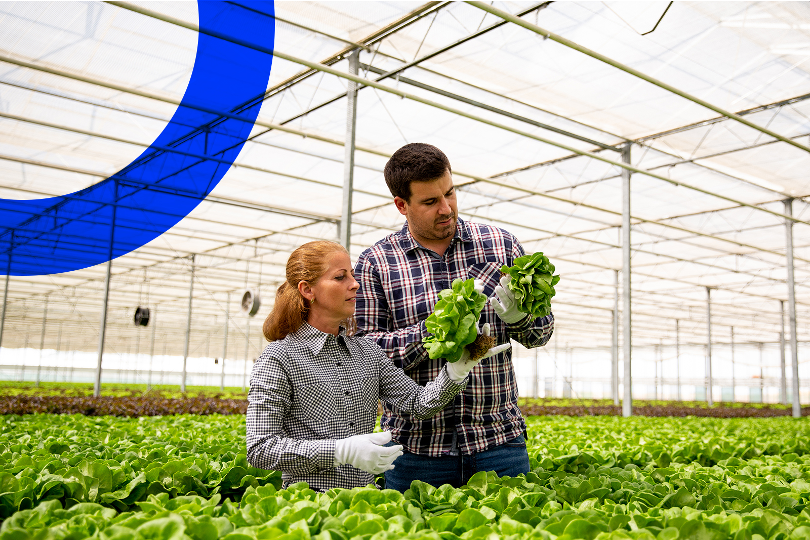 Man and woman with letttuce